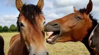 Ford Transit 2.0 2-Paards Paardenwagen AUTOMAAT picture 2